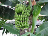 Bananas