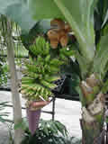 Monkey and Bananas