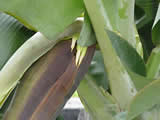 Bananas Forming