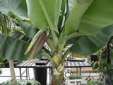 Banana Tree Bloom