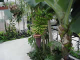Bananas Growing