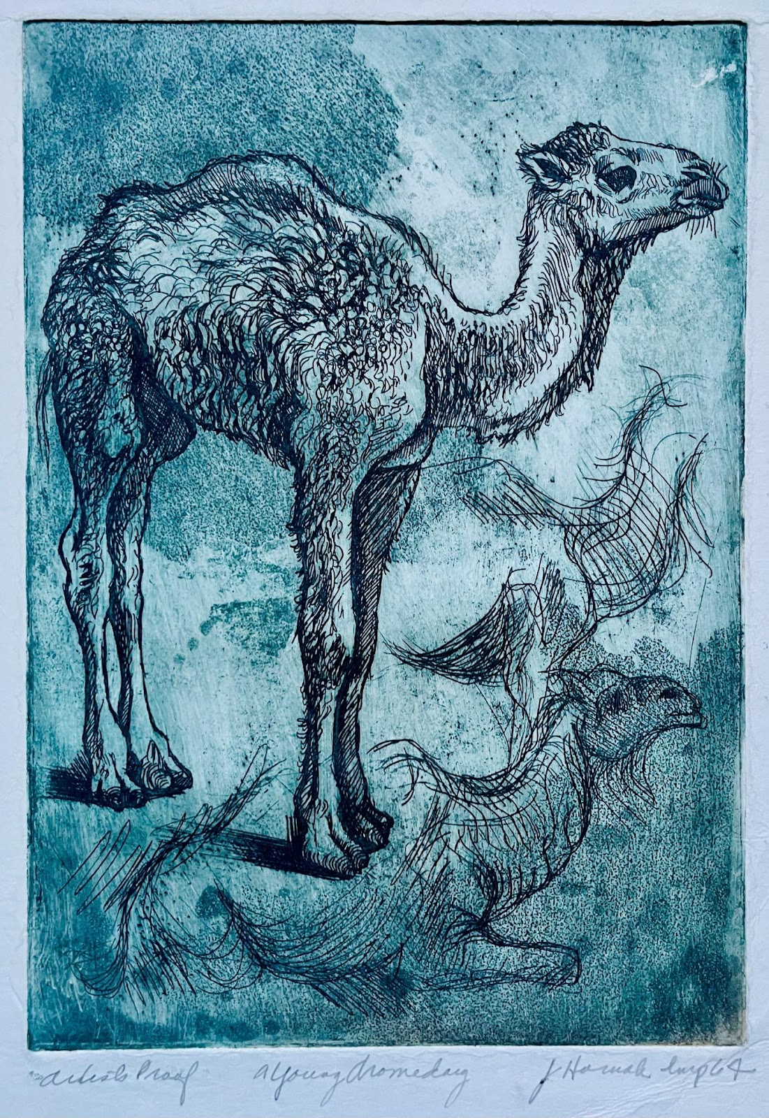a young dromedary blue