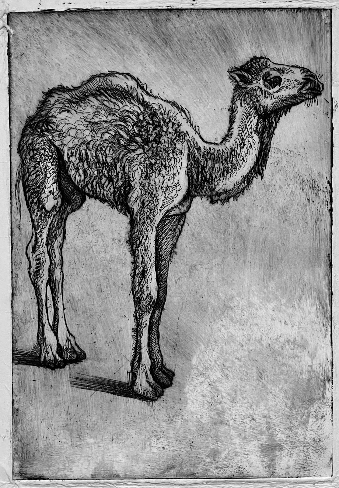 a young dromedary