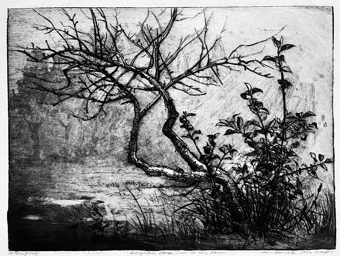 beneath plum tree in the ravine