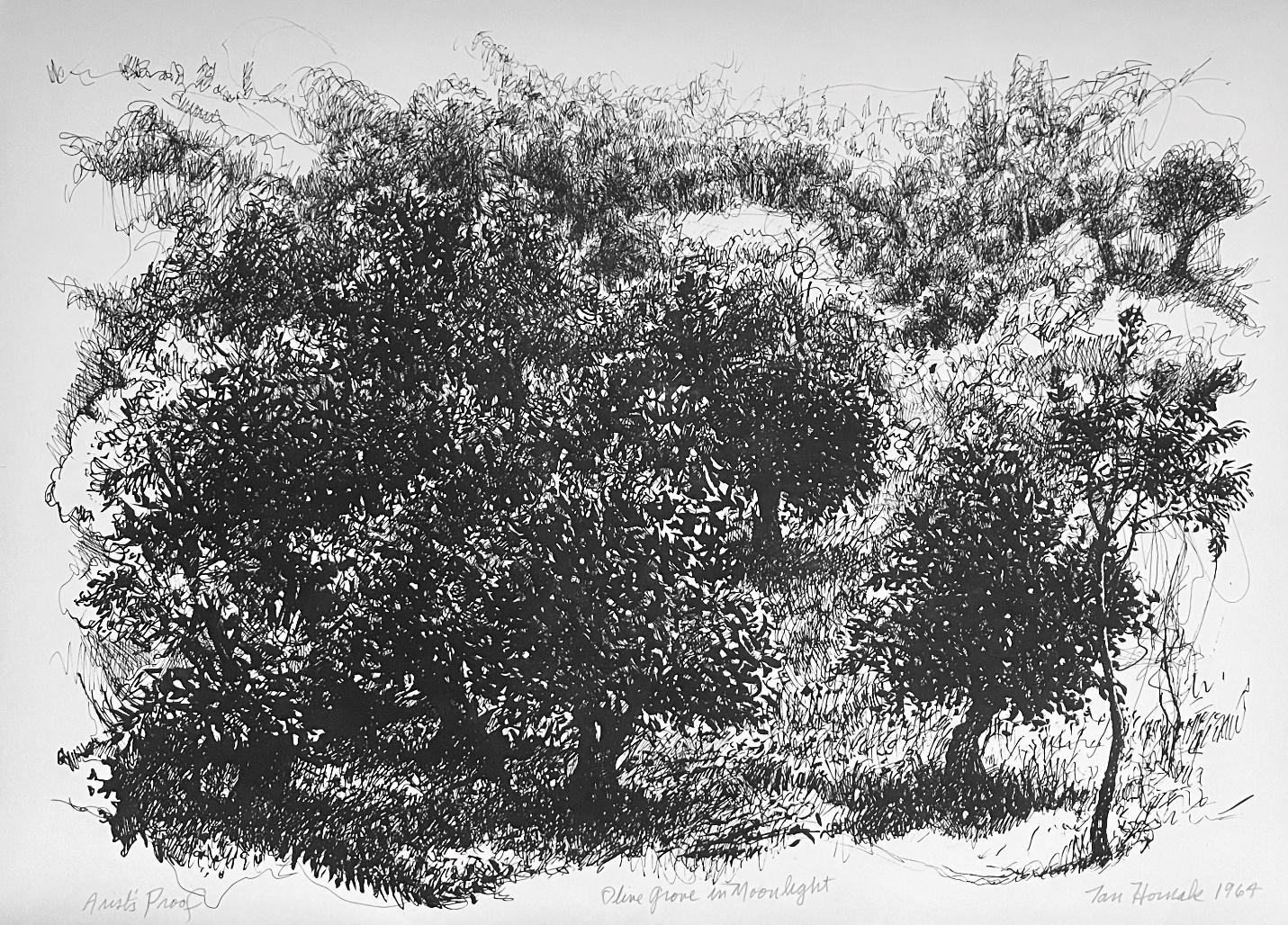 Olive Grove in Moonlight
