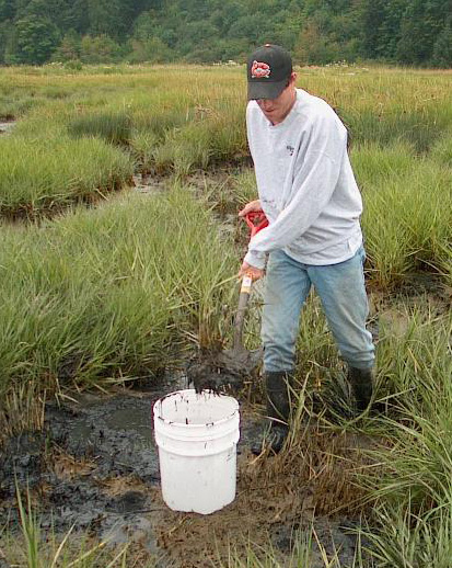 salt marsh