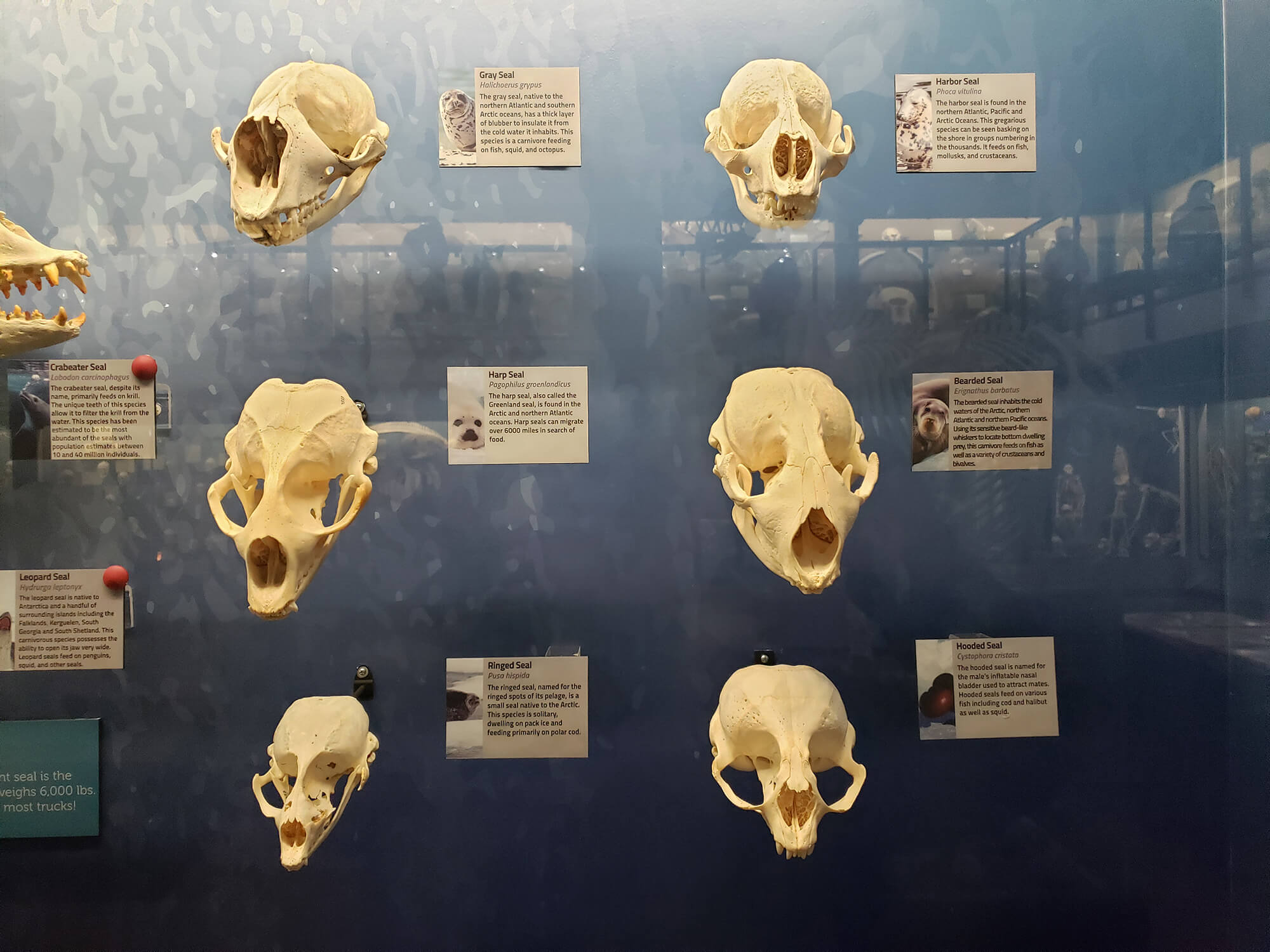 Coffman presents research at psychology convention