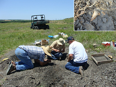 Fred Smith, left, and Gail Pearson, right, assist Kenshu Shimada in excavating the fossil shark. The inset photo shows one of the teeth as it was found. Photo by Michael Everhart.