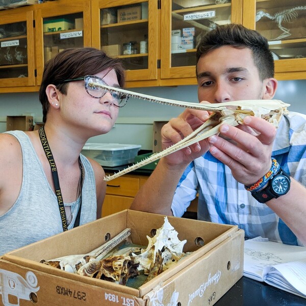Past Sternberg Museum field camp participants Katie Gatlin from Oklahoma and Zac Turner from California study bones that make up the skull of a gar, an ancient ray-finned fish.