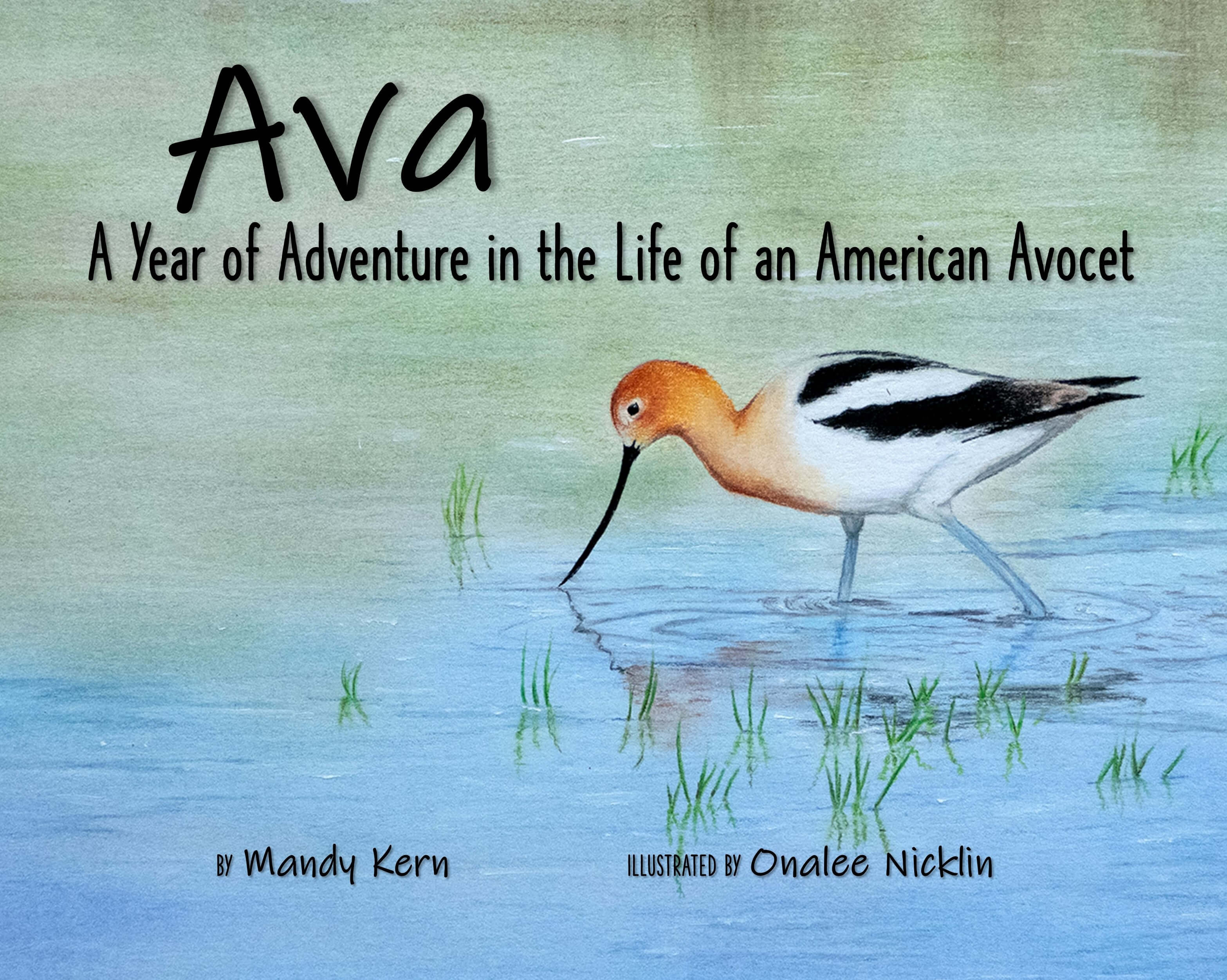 The Kansas Wetlands Education Center is debuting a 32-page fully illustrated children's book about an American Avocet, a species of shorebird. Cheyenne Bottoms and the importance of wetland habitats are featured throughout. Families can receive a free copy at the June book launch event.