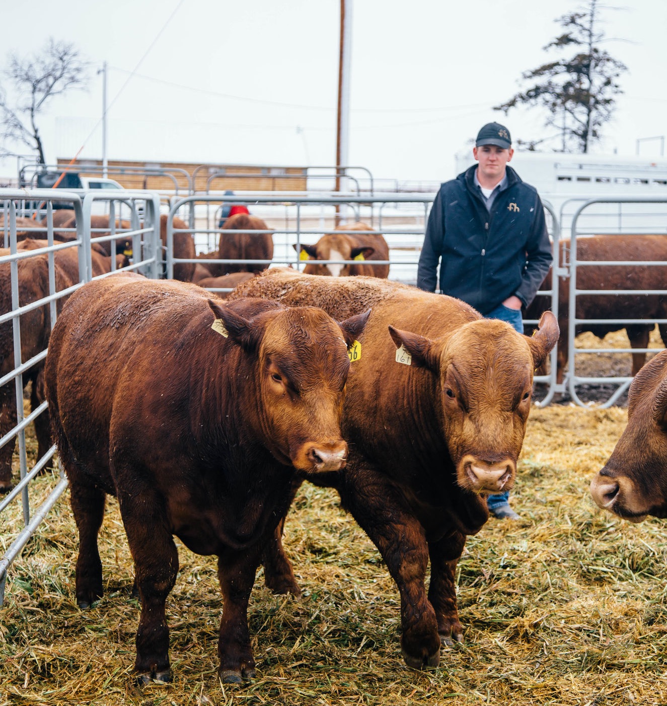 Animal Science student working on the FHSU farm