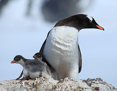 Penguin