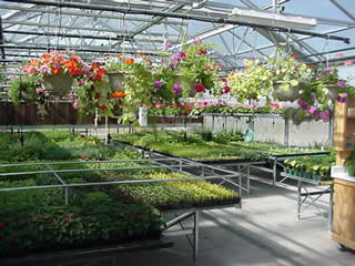Greenhouse Greenhouse
